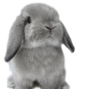 Meet your Posher, Glenda